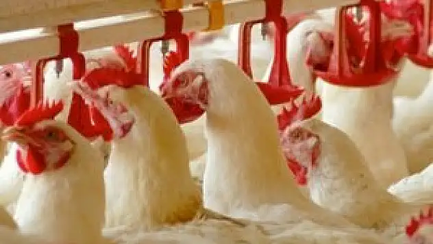 20 bin civcivin aylık getirisi 7 bin lira