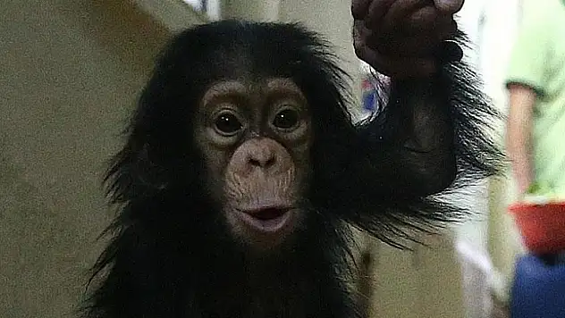 Çinli bilim adamları maymun klonladı