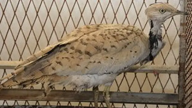 Nesli tükenen yakalı toya çipli takip