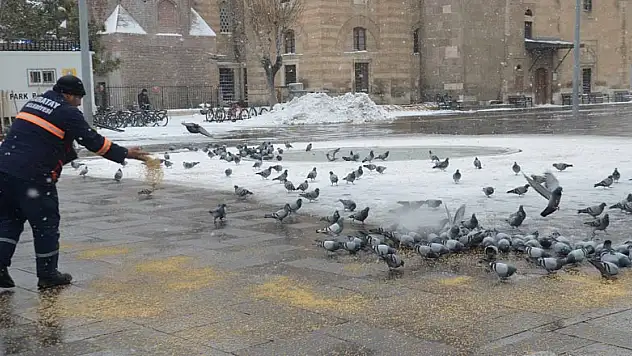 Karatay Belediyesi sokak hayvanlarına sahip çıkıyor