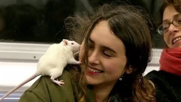 Faresini yanından ayırmıyor