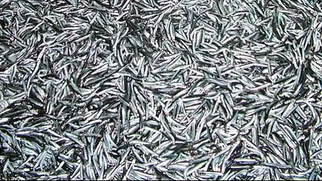 Hamsi fiyatı tavan yaptı