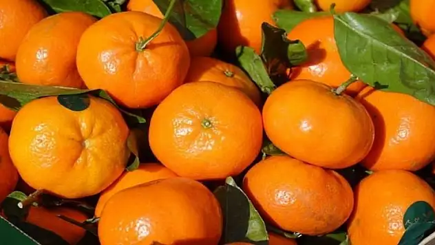 Türk doktordan müthiş buluş! Mandalina...