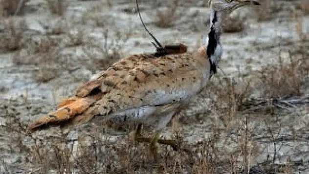 100 yıl sonra görülen 'yakalı toy' doğaya bırakıldı