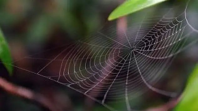 Örümcek ağının 'şifresi' çözüldü
