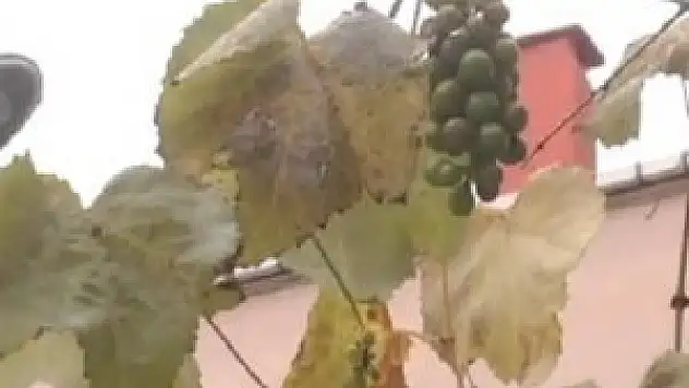 Asma ağacı kış ortasında salkım salkım üzüm verdi