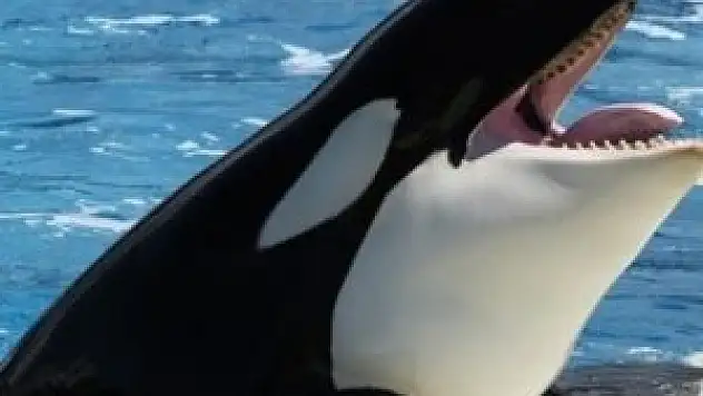 Olimpiyat öncesi katil balina krizi