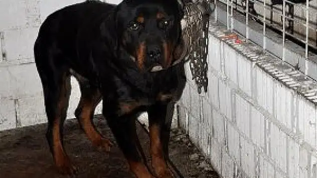 Köpeğini sahipsiz bırakan vatandaşa ilginç ceza