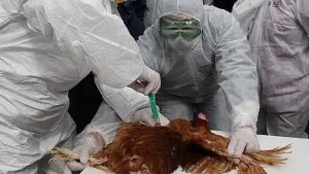 Çin'de kuş gribinden 2 kişi öldü