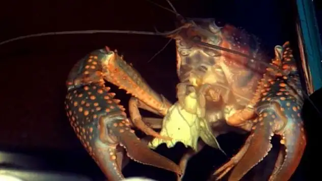 Dünyayı istila ediyor! Avrupa yasakladı