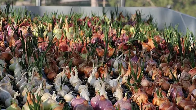 Yeni nesil hibrit soğan üretildi