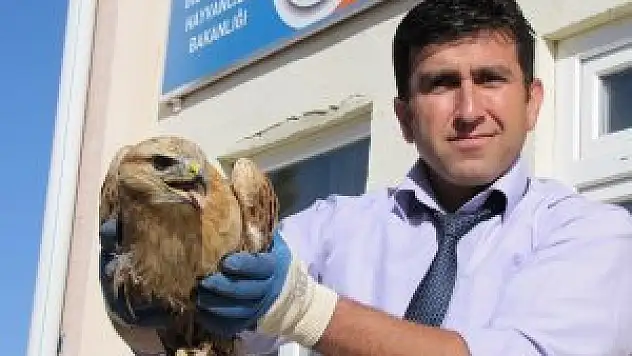 Yalıhüyük'te bulunan yaralı kartal tedavi ediliyor