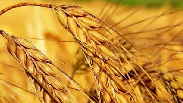 Kuraklık Türkiye'nin tahıl ambarını tehdit ediyor