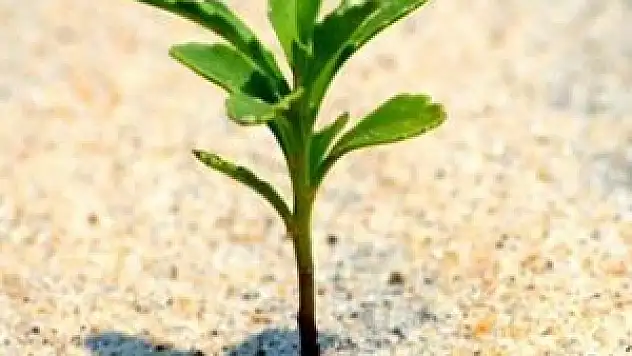 Seydişehir'de geçen yıl 2 milyon 562 bin fidan üretildi