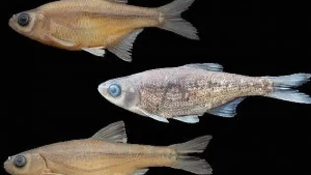 Üç yeni balık türü keşfedildi