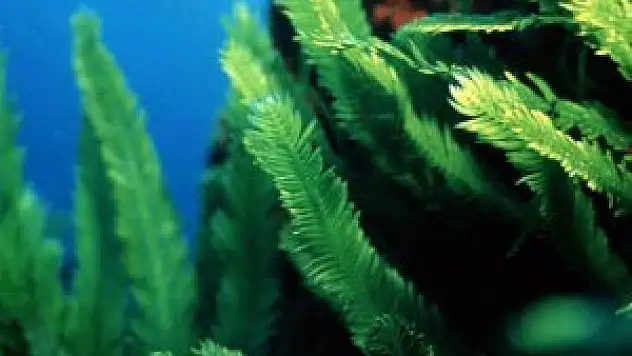 Katil yosun, kanserin de katili