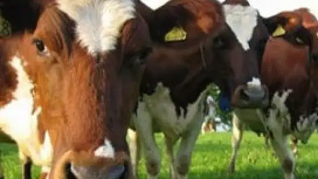 Türkiye, Suudi Arabistan'a hayvan satacak