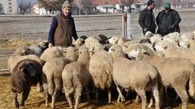 Onlar artık çoban değil 'sürü yöneticisi'
