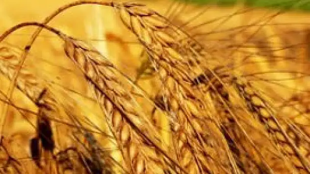 Arpa insan sağlığına iyi geliyor