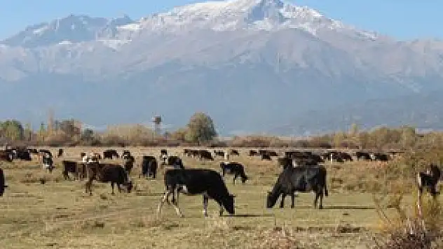 Beyşehir'de 940 bin ton et üretimi gerçekleşti