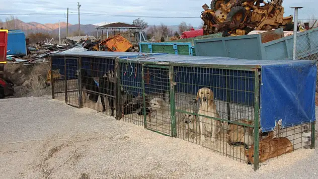 Seydişehir Belediyesinden, sokak köpeklerine mobil kısırlaştırma