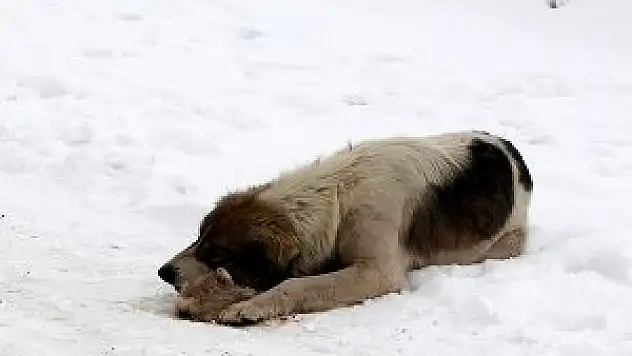 Donarak ölen yavrusunun başından ayrılmadı