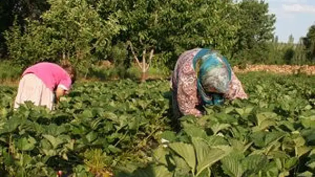 Organik çilek üretiminde hedef büyüdü