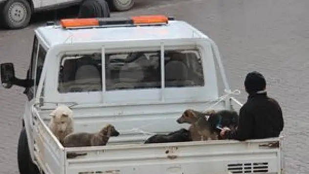 Beyşehir'de başıboş köpekler toplanıyor