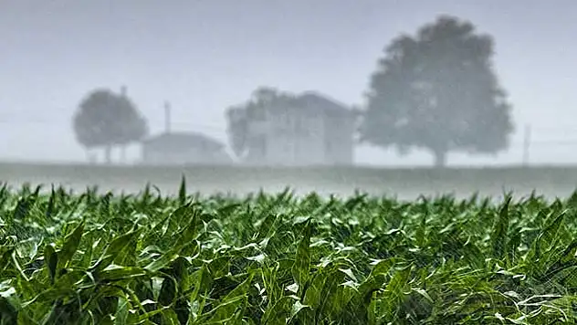 Yağışlar çiftçinin yüzünü güldürdü