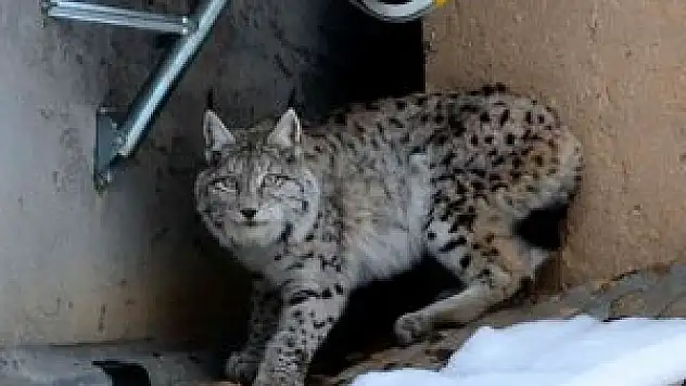 Çatıda 'vaşak' var