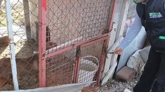 Sokak hayvanları için beslenme istasyonları oluşturuldu