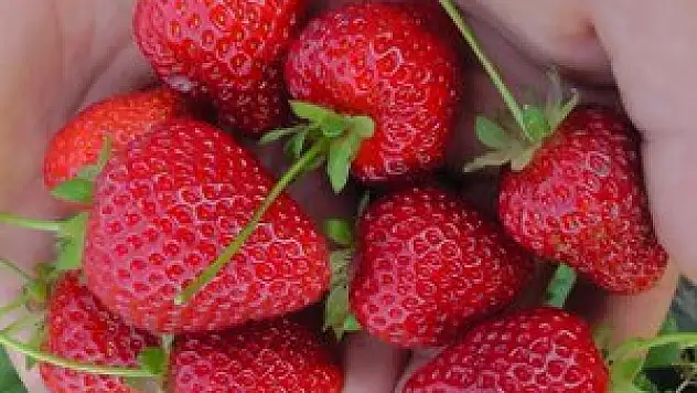 Konya'nın organik çileği ABD ve Rusya sofralarında