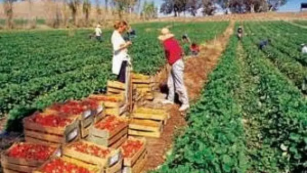 Beyşehir'de organik tarım ilgi görüyor