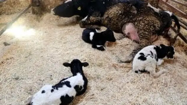 Konya'da bir inek üçüz buzağı doğurdu