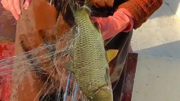 Beyşehir Gölü eski tür balıklarına yeniden kavuşuyor