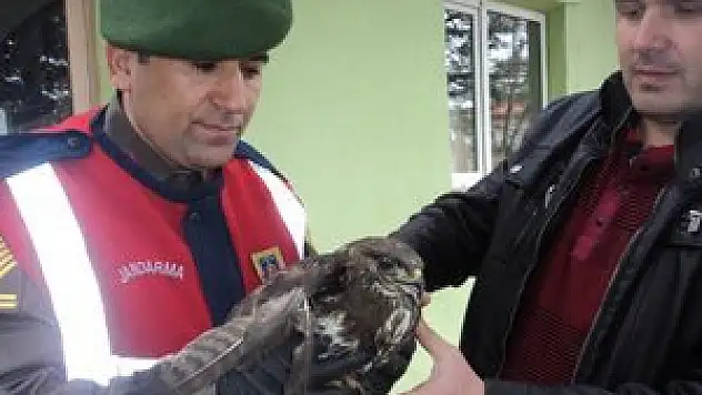 Kanadı kırık kartalı jandarma kurtardı