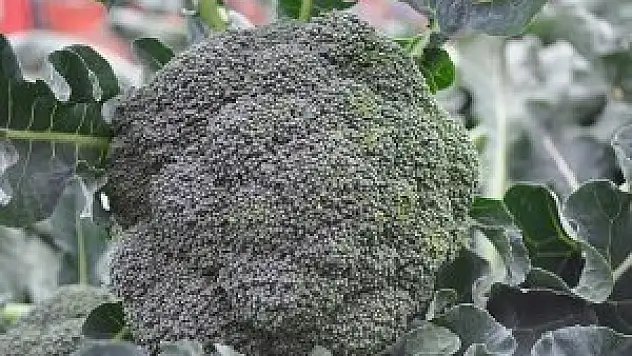 Çocuklukta tüketilen brokoli kemikleri sağlamlaştırıyor