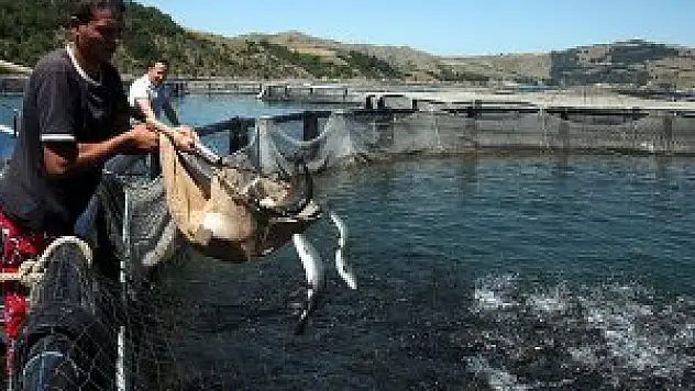 Dünyanın balığı kültür balıkçılığından