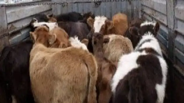 Konya'da büyükbaş hayvan hırsızlığı