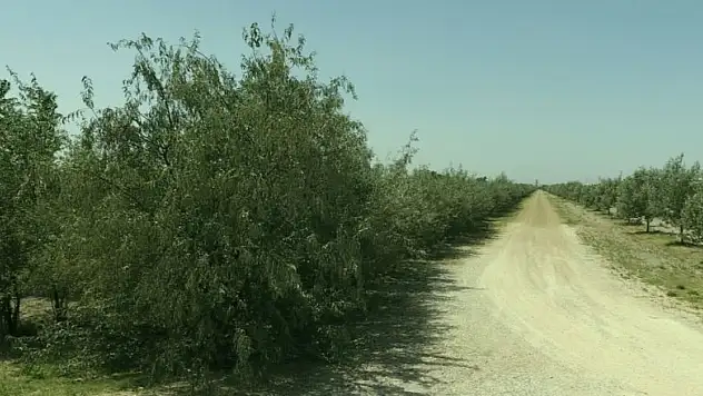 Aslım Ormanı ile iğde kokuları Karatay'ı saracak