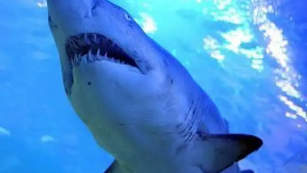 Avustralya'da köpek balığı saldırdı: 1 ölü