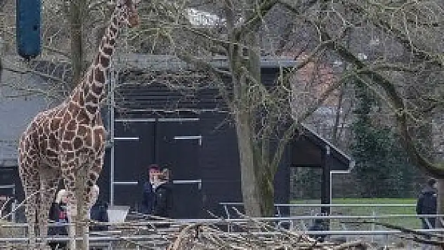Zürafa 'Marius' kesimden kurtulamadı