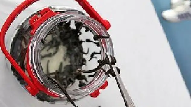 Tıbbi sülüğün kilogramı bin doları buluyor