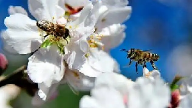 Arılar erken işbaşı yaptı