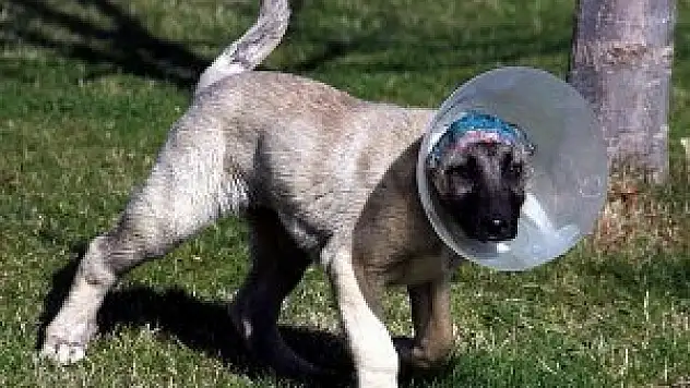 Kulakları kesilmiş kangal köpeği hayata döndürüldü