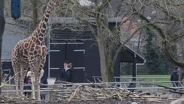 Aslanlara yem edilen zürafa Marius'a Kanada talip olmuş