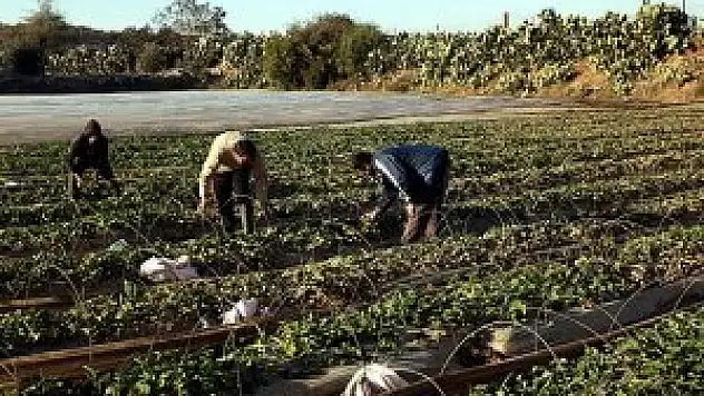 Tarım ve hayvancılık sektöründe 14 bin kişi eğitilecek