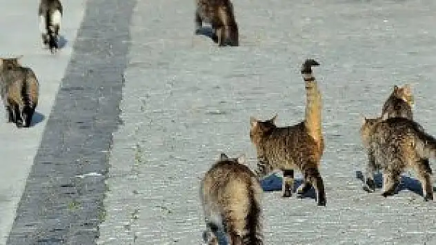 Kedisini telef eden öğrenci hakkında suç duyurusu