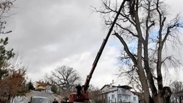 Meram Belediyesinden anıt ağaçlara bakım