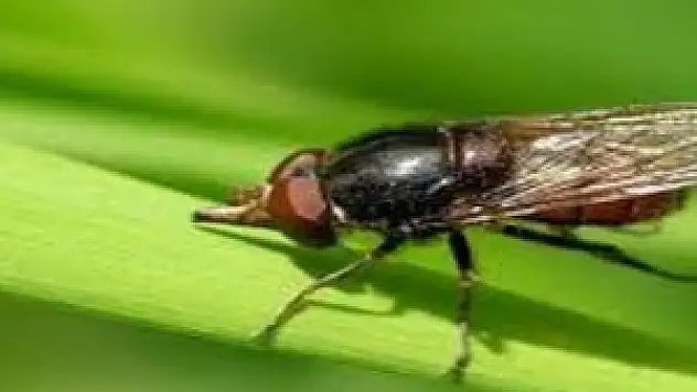 Sineklerin genetiği ile tıp dünyası hastalıklara çözüm üretecek